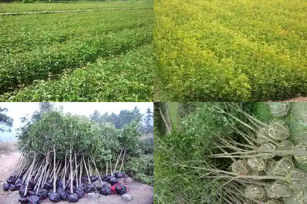 桂花树一般几月开花结果1686271985564