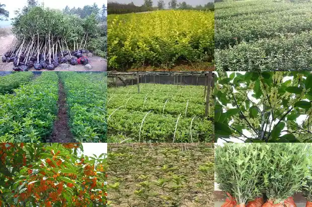 桂花树一般几月开花结果1686271985612