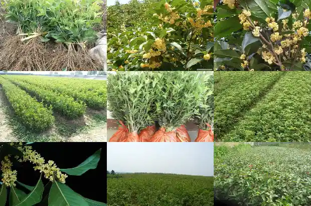 花期长的桂花树品种大全1686271995163