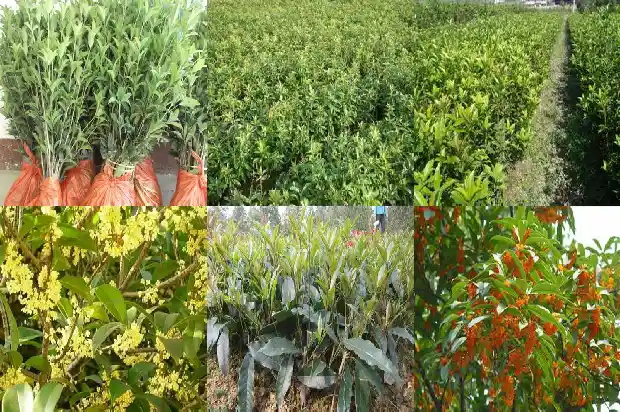 花期长的桂花树品种大全1686271995211