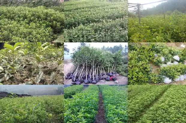 花期长的桂花树品种大全1686271995259
