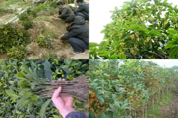 花期长的桂花树有哪些品种1686272007188