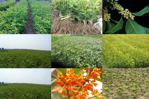 花期长的桂花树有哪些品种1686272007284