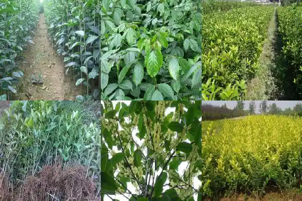 桂花乌龙茶和牛奶一起喝会怎么样1689467900745