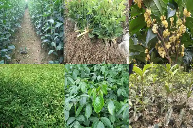 桂花树一月开花几次正常1686272032332