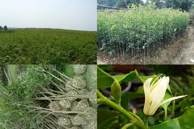 桂花树一月开花几次正常1686272032380