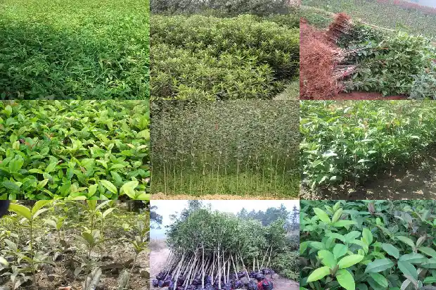 桂花树一月开花多少次啊1686272042175
