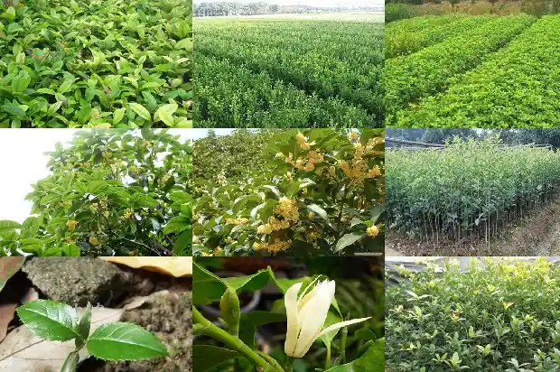 桂花树一月开花多少次啊1686272042223