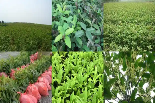 桂花怎么说1686272067433