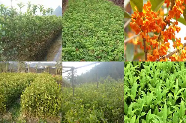 桂花怎么说1686272067480