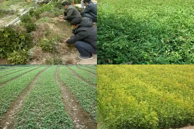 现在的桂花树什么价格能买呢1690158349919