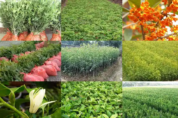 桂花树几个月开花结果实1686272096324