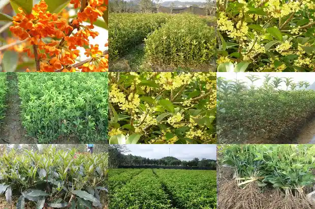 桂花树是几月开花的植物呢1686272105494