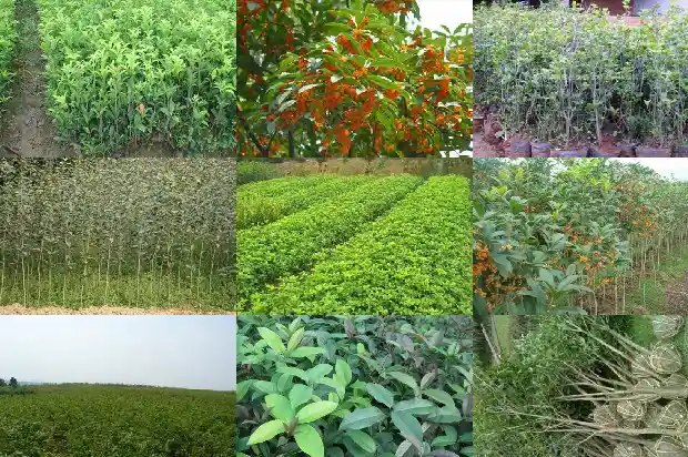 桂花树是几月开花的植物呢1686272105542