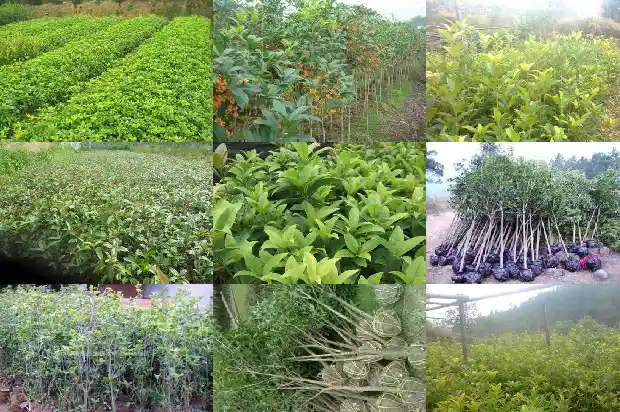 桂花树是几月开花的植物呢1686272105589