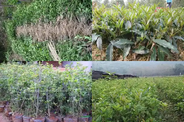什么桂花每月都开花1686272124956