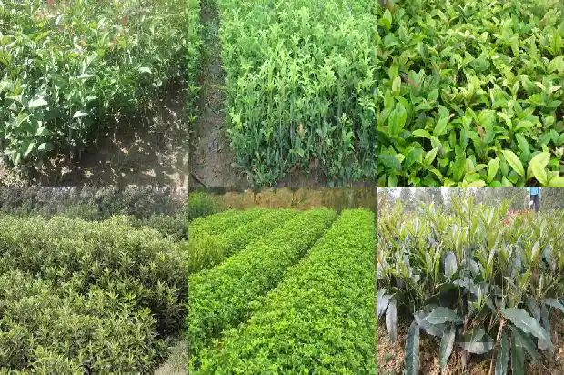 什么桂花每月都开花1686272125004