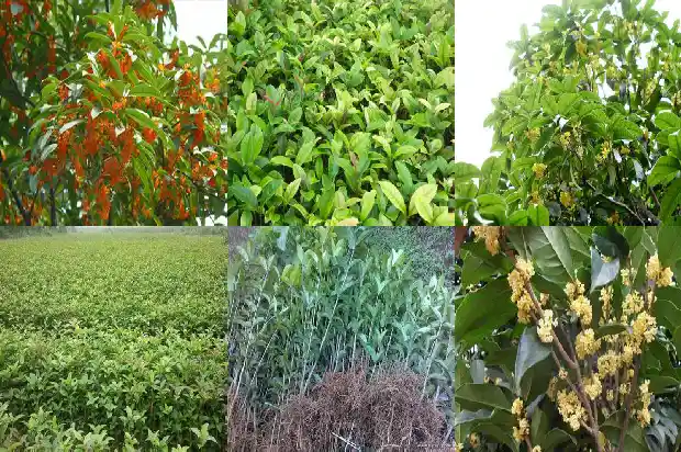 什么桂花每月都开花1686272125052