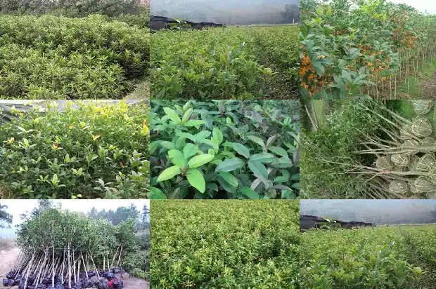 月桂花什么时候开花结果1686272132444