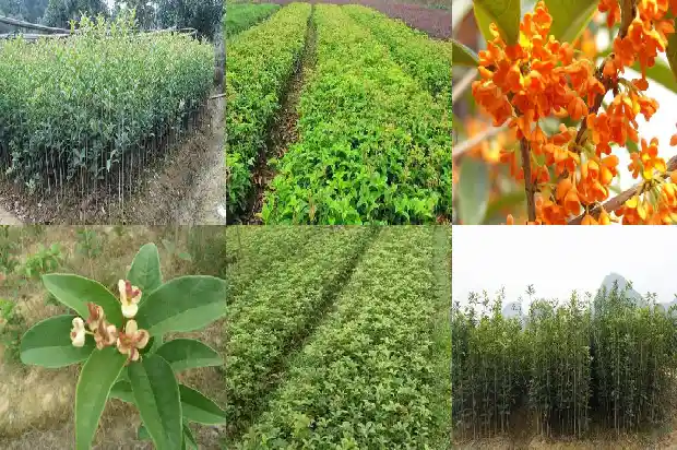 月桂花什么时候开花结果1686272132492