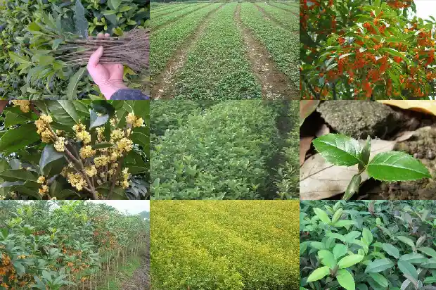 白色很香的桂花树叫什么名字1686272149433