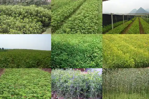白色很香的桂花树叫什么名字1686272149481