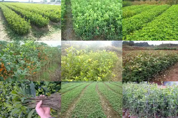 白色很香的桂花树叫什么品种1686272161200