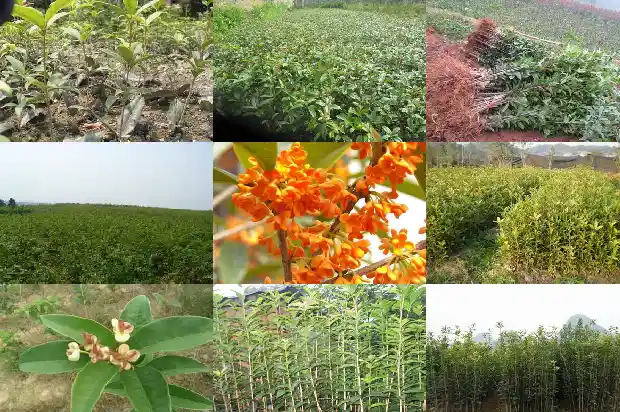 白色很香的桂花树叫什么品种1686272161248