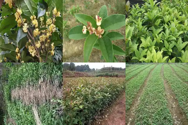 精品桂花树多少钱一株1689640664349