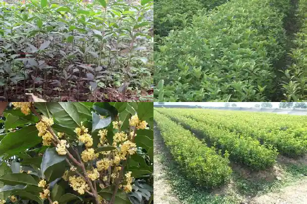 每个月开花的桂花树品种有哪些名称1686272171312