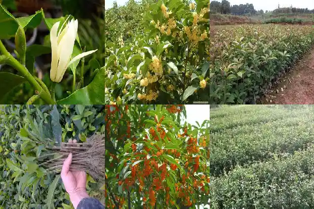 每个月开花的桂花树品种有哪些名称1686272171359