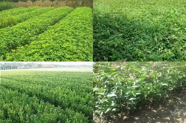每个月开花的桂花树品种有哪些名称1686272171406