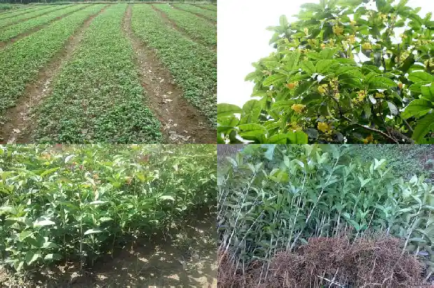 桂花什么月开花四字成语有哪些1686272183315