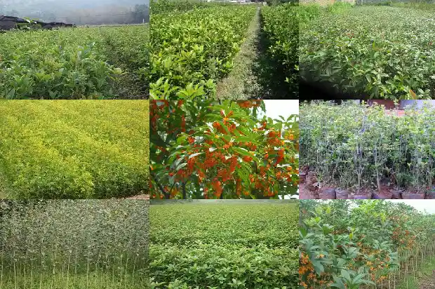 桂花什么月开花四字成语有哪些1686272183362