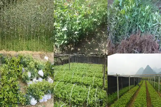 桂花什么月开花四字成语有哪些1686272183458