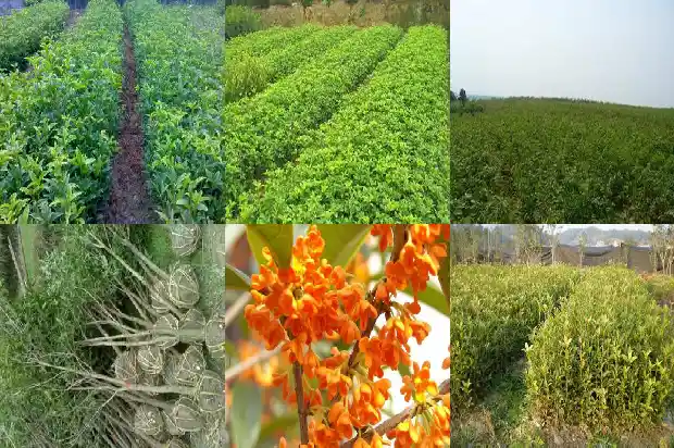 桂花什么开花时间长1686272198870