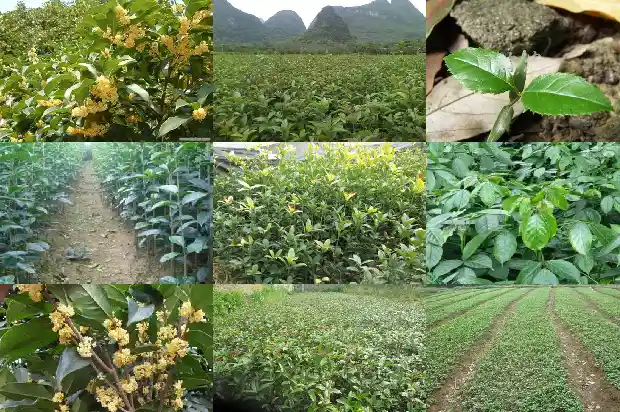桂花是什么时间开花的1686272206620