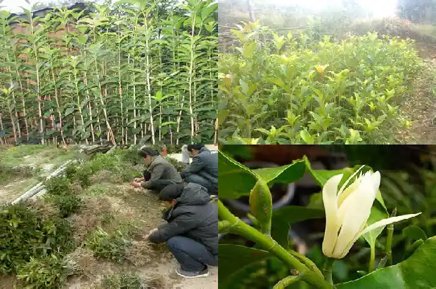 桂花是在哪一月开花的呢1686272262436