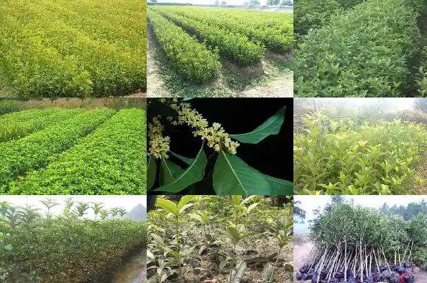 桂花是在哪一月开花的呢1686272262484