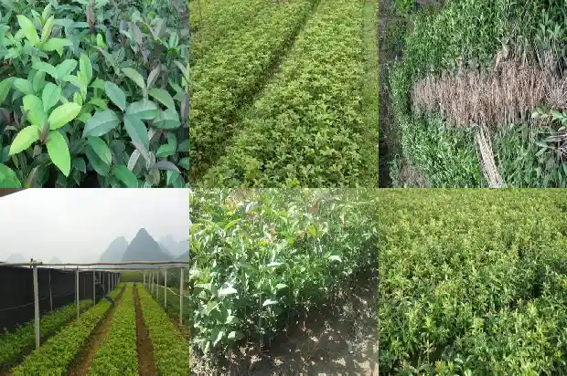 桂花几月开花打一个数字1686272279521