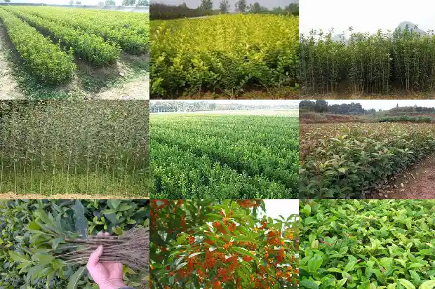 桂花树能在院内养吗1686272294208