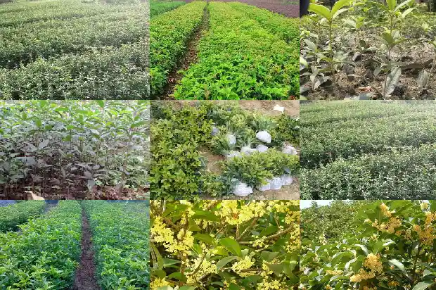 院内栽桂花树1686272304007