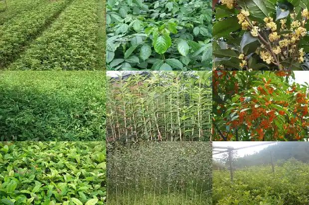 桂花对血糖有影响吗1689381800235
