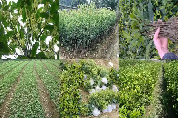 新移植的桂花树怎么养活1686272319378
