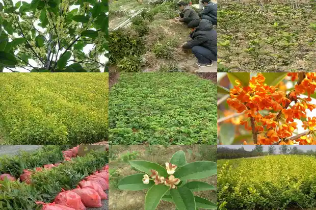 桂花和什么搭配泡水喝好1689577112138