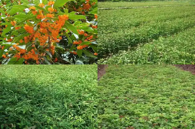 移栽后的桂花树如何养护1686272331415