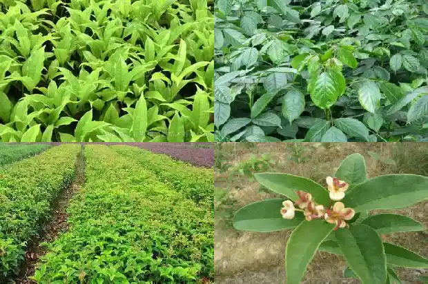 桂花树苗金桂冬季好养吗1686272342874