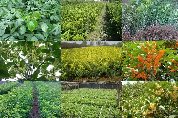 桂花树苗金桂冬季好养吗1686272342922