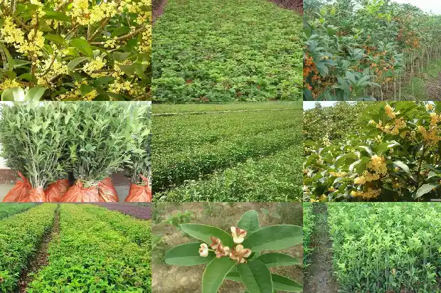 桂花树苗金桂冬季好养吗1686272342970
