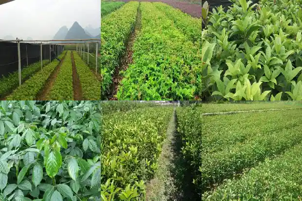 桂花树刚移栽该怎么管理呢1686272350360